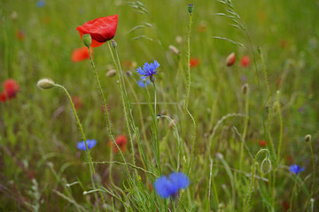 Cornflowers in beautiful blue and red poppies at the edge of the