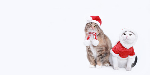 Two cats isolated on a white background. Cat in Santa Claus xmas red hat. Happy New Year. Web banner empty space for text. Cat wearing red christmas hat. Merry Christmas. White Kitten in Santa costume