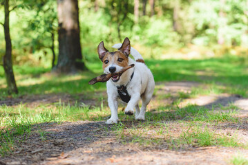 Naklejka na ściany i meble Dog in wild forest playing with wooden stick on hiking trail on sunny summer day