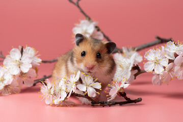 Small brown Syrian Hamster sits among cherry blossoms on a pink background. Spring portrait of a cute pet in studio. Happy rodent among white flowers. 