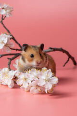 Small brown Syrian Hamster sits among cherry blossoms on a pink background. Spring portrait of a cute pet in studio. Happy rodent among white flowers. 