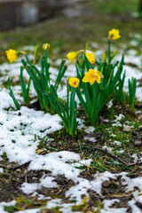 Closed Narcissus with raindrops on it in spring with snow on the ground