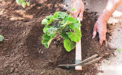 Male farmer working with hoe in the garden. Laborer removing weeds from soil. Taking care of the field in summer or spring. Sowing and seedling concept idea. High resolution photo.