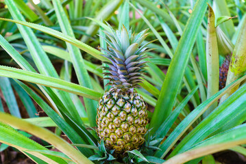 Pineapple or Ananas colossus grows on the ground