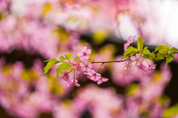 Close up spring cherry blossom flowers image. Detail photo with these beautiful blooming tree flowers in Tokyo, Japan.