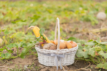 harvesting, Bio food, Garden produce