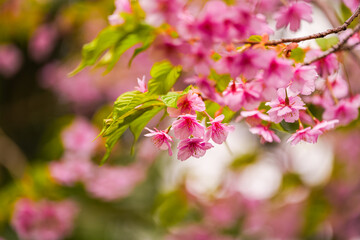 Obraz premium Close up spring cherry blossom flowers image. Detail photo with these beautiful blooming tree flowers in Tokyo, Japan.