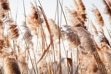 Reed grass in wind at lake. Natural background with soft focus and pastel colors