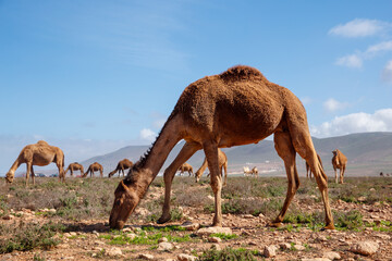 Camel in Moroccan landscape