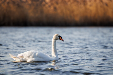 Swan on lake. Small waves on blue water surface. Big bird in natural habitat