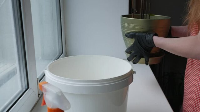 The girl removes a flower from the windowsill, a bucket of water for the windows