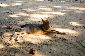 Wild kangaroo rests in the shade