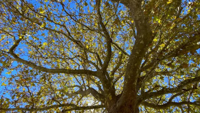 Wide angle 4K video of huge Platanus tree with a big branches litted with warm autumn sun beams through a yellow foliage in Monastery of Agios Gerasimos par on Cephalonia island, Greece.