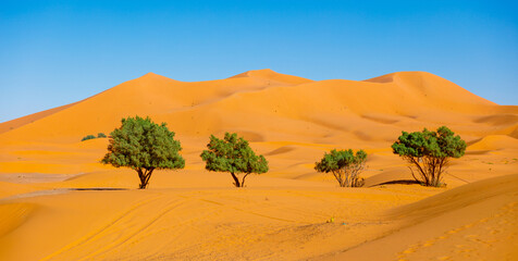 Fototapeta na wymiar sunset on sand dune in the sahara desert- Merzouga in Morocco