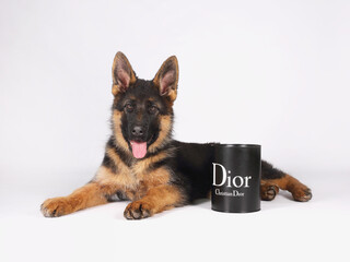 German shepherd puppy