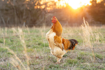 Fototapeta premium a golden rooster crowing in the evening