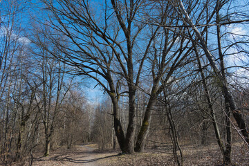 Fototapeta premium Early spring, old branchy oak tree and blue sky with clouds