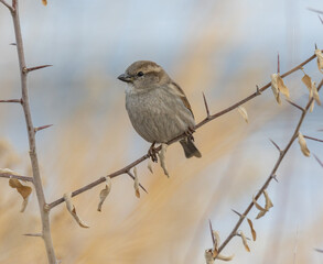 sparrow on a branch