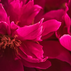 Abstract floral background, ruby peony petals. Macro flowers backdrop for holiday design