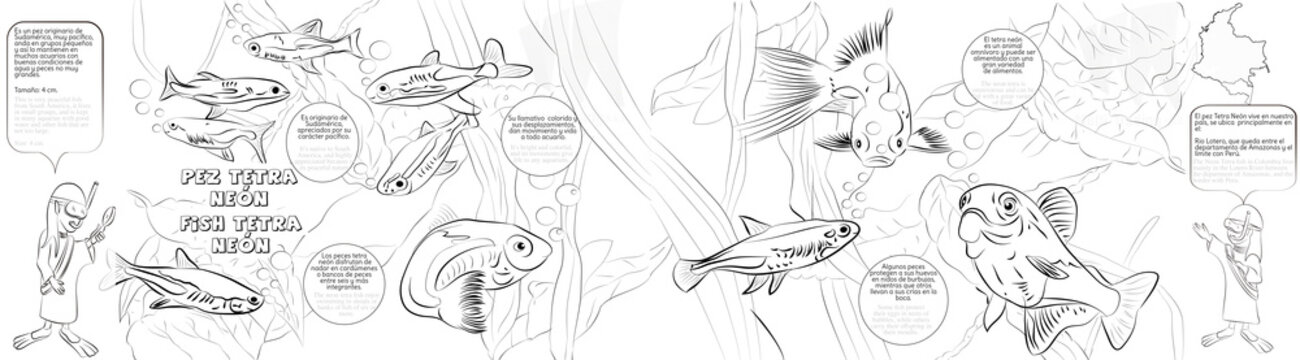 Pez tetra neon, Historia 