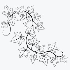 Floral ivy drawing decorative ornament flat design.
