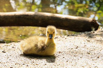 baby duck © Henryk