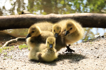 ducklings
