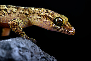 A gecko on a rock with a black background