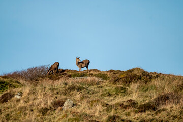 Red Deer on Castlegoland by Portnoo, County Donegal, Ireland