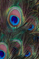 peacock tail feather close-up, background, arnament.
