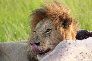 Lion feeding on a buffao carcass and looking up with his mouth open 