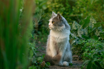 Beautiful gray young cat lying in the courtyard in the green grass. Cat walking in the green grass.