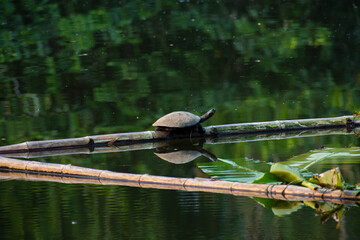 Tortuga tomando sol