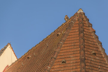 Raubvogel auf Kirchendach vor blauem Himmel
