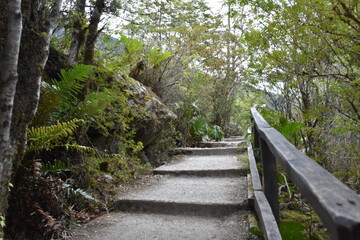 escaleras en bosque chileno sendero