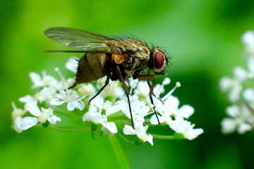 fly on leaf