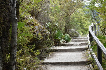 escaleras en bosque chileno sendero