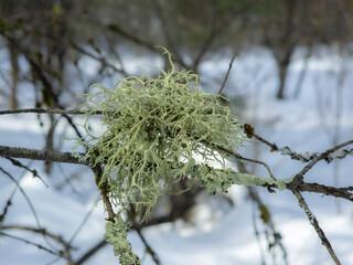 Winter lichen on a birch branch in the Canadian forest in February