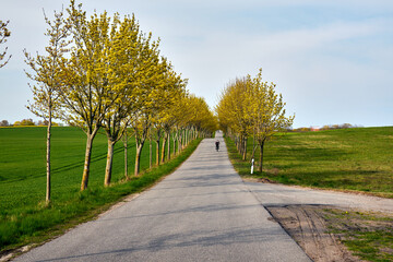 Fototapeta na wymiar Rural landscape with trees growing along the road in spring on the island of Usedom