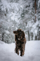brown dog in snow forest