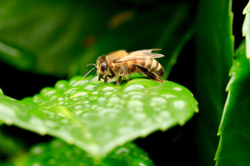 bee drinking