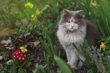 Naklejka na ściany i meble Kitten in the garden with flowers on background. Kitten sitting near a flowerbed.