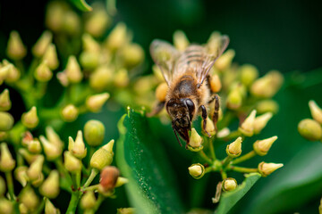 a honey bee collects honey on a flower, bee on a yellow flower close up 