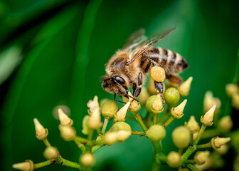 a honey bee collects honey on a flower, bee on a yellow flower close up 