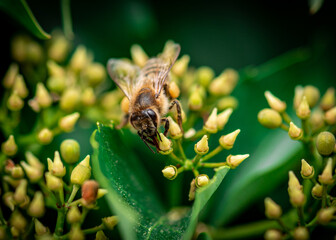 a honey bee collects honey on a flower, bee on a yellow flower close up 