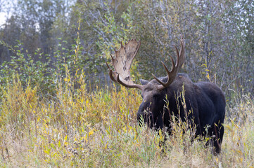 Bull Shiras Moose During the Fall Rut in Wyoming