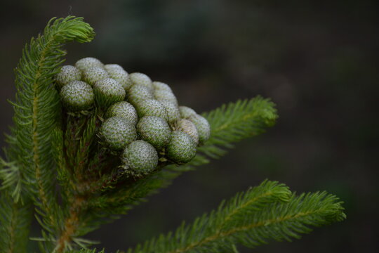 Branch of exotic plant brunia close-up on a blurred background