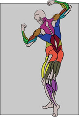 Human muscles each in a different color, back view