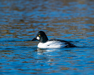 Fototapeta premium Common Goldeneye