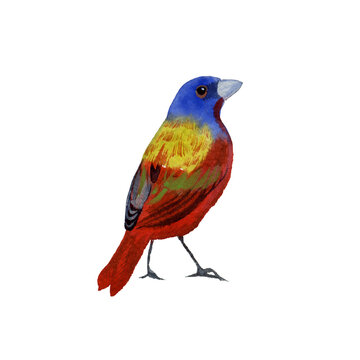 Hand drawn watercolor drawing of male Painted bunting (Passerina ciris) on a white backgroung